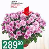 Магазин:Авоська,Скидка:Цветок «Хризантема»