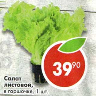 Акция - Салат листовой