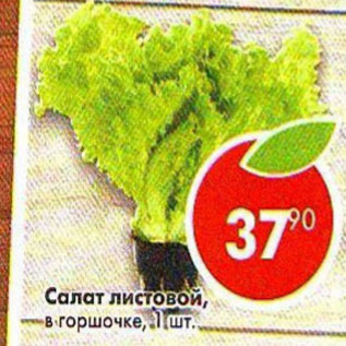 Акция - Салат листовой