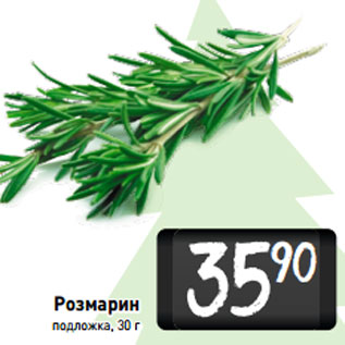 Акция - Розмарин подложка,
