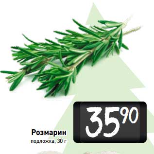 Акция - Розмарин подложка