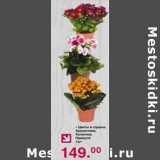 Магазин:Оливье,Скидка:Цветы в горшке: Хризантема /Каланхое/ Примула