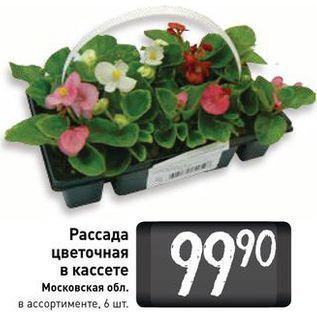 Акция - Рассада цветочная в кассете Московская обл.