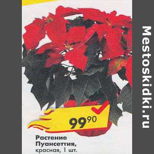 Акция - Растение Пуансеттия красная