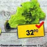 Магазин:Пятёрочка,Скидка:Салат листовой в горшочке 