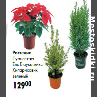 Акция - Растение Пуансеттия Ель Глаука микс Кипарисовик зеленый