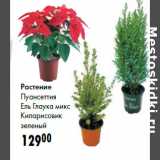 Магазин:Prisma,Скидка:Растение
Пуансеттия
Ель Глаука микс
Кипарисовик
зеленый