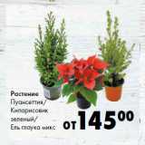 Магазин:Prisma,Скидка:Растение
Пуансеттия/
Кипарисовик
зеленый/
Ель глаука микс
