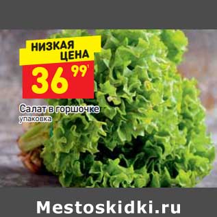 Акция - Салат в горшочке уп