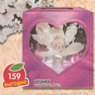 Акция - Орхидея в коробочке