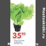 Магазин:Перекрёсток,Скидка:Салат листовой в горшочке 