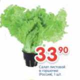 Магазин:Перекрёсток,Скидка:САЛАТ ЛИСТОВОЙ В ГОРШОЧКЕ