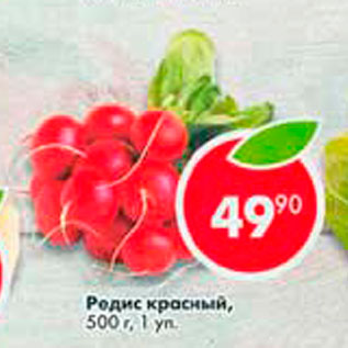 Акция - Редис красный