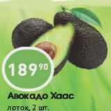 Авокадо Хаас
