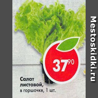 Акция - Салат Листовой в горшочке