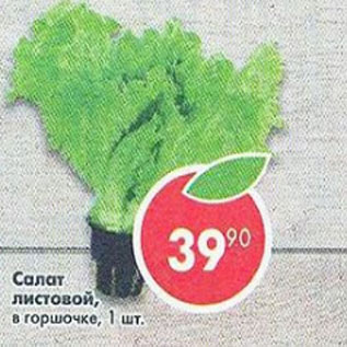 Акция - Салат Листовой в горшочке