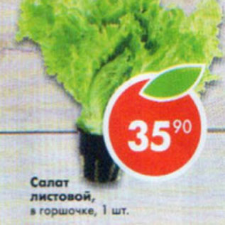 Акция - Салат Листовой в горшочке