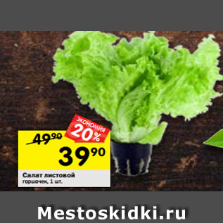 Акция - Салат листовой горшочек