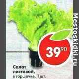 Магазин:Пятёрочка,Скидка:Салат Листовой в горшочке