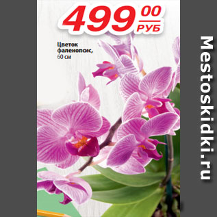 Акция - Цветок фаленопсис, 60 см