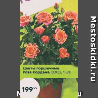 Акция - Цветы горшечные Роза Кордана