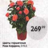 Магазин:Пятёрочка,Скидка:Цветы горшечные Роза Кордана