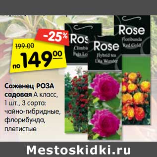 Акция - Саженец Роза садовая А класс, 1 шт 3 сорта: чайно-гибридные, флорибунда, плетистые
