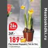 Магазин:Окей,Скидка:Растение Нарцисс Теt-А-Теt,
3 луковицы