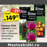 Саженец Роза садовая А класс, 1 шт 3 сорта: чайно-гибридные, флорибунда, плетистые