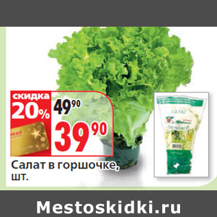 Акция - Салат в горшочке