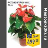 Магазин:Лента,Скидка:Растение Антуриум микс,
14 см