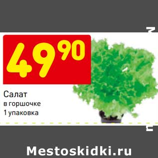 Акция - Салат в горшочке