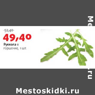 Акция - Руккола в горшочке