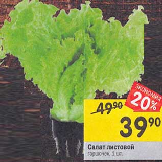 Акция - Салат листовой горшочек