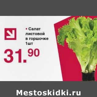 Акция - Салат листовой в горшочке