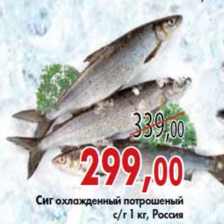 Акция - Сиг охлажденный потрошеный с/г 1 кг, Россия