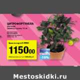 Магазин:К-руока,Скидка:Цитрофортунела
растение
