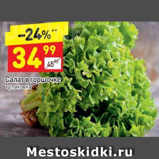 Акция - Салат в горшочке