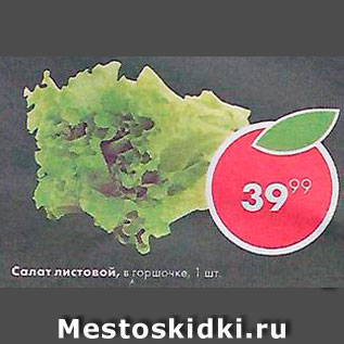 Акция - Салат листовой