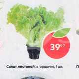 Пятёрочка Акции - Салат листовой