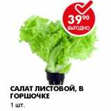Магазин:Пятёрочка,Скидка:САЛАТ ЛИСТОВОЙ, В ГОРШОЧКЕ 