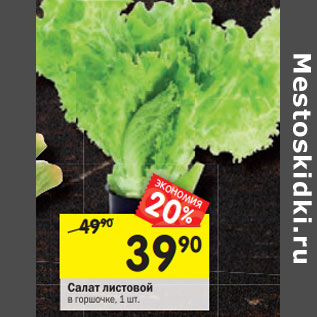 Акция - Салат листовой