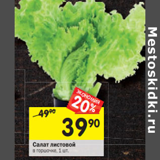 Акция - Салат листовой