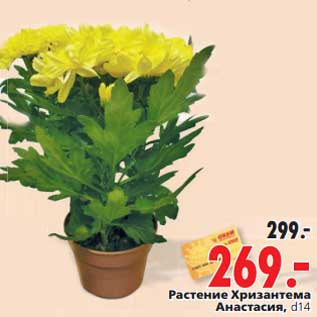 Акция - Растение Хризантема Анастасия