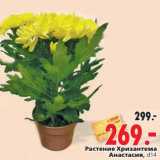 Магазин:Окей,Скидка:Растение Хризантема Анастасия 