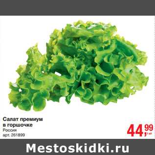 Акция - Салат премиум в горшочке