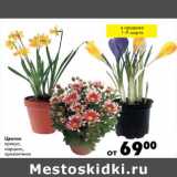 Магазин:Prisma,Скидка:Цветок крокус, нарцисс, хризантема 
