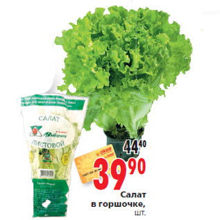 Акция - Салат в горшочке