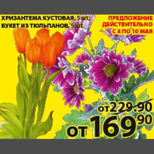 Акция - Хризантема кустовая/Букет из тюльпанов
