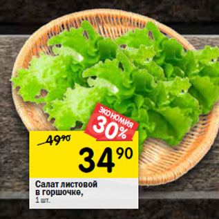 Акция - Салат листовой в горшочке,